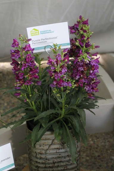 HGTV HOME Plant Collection 'Purple Perfectionist' Penstemon