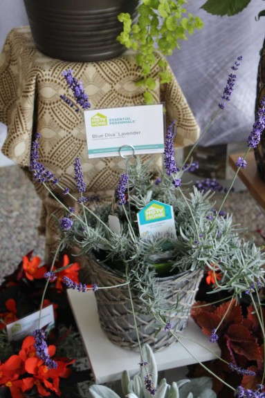 HGTV HOME Plant Collection 'Blue Diva' Lavender