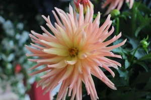HGTV HOME Plant Collection Dahlia (unnamed)