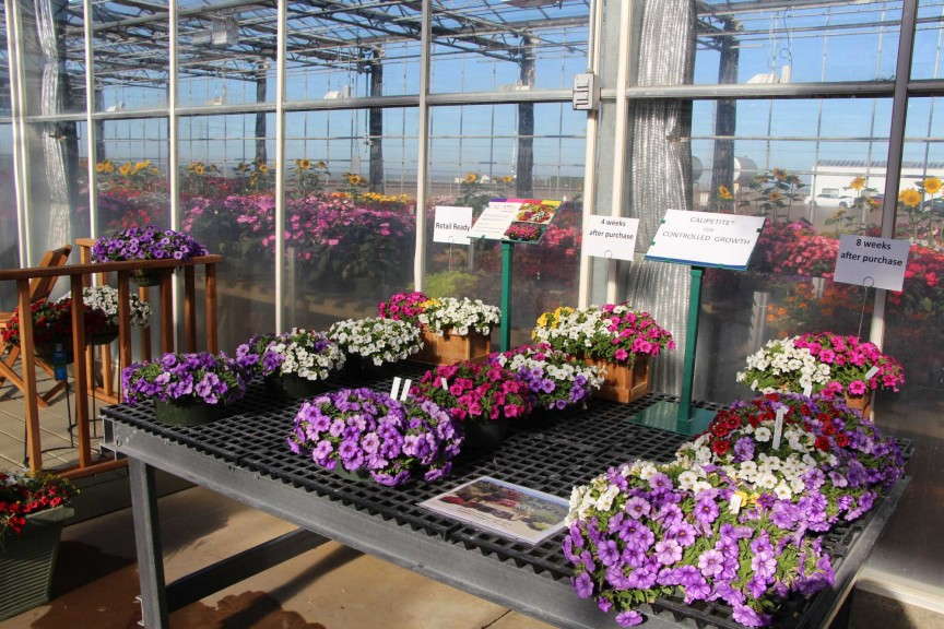 Demo of Sakata's Calipetite series