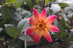 HGTV HOME Plant Collection 'Elegant Surprise' Dahlia