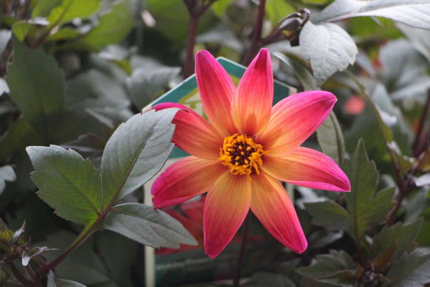 HGTV HOME Plant Collection 'Elegant Surprise' Dahlia
