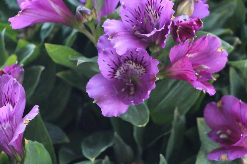 HGTV HOME Plant Collection Blue Alstromeria