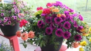 HGTV HOME Plant Collection Will Deliver $200 Million Worth Of Plants At Retail In Its Third Year