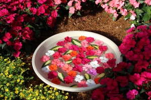 Floating SunPatiens petals