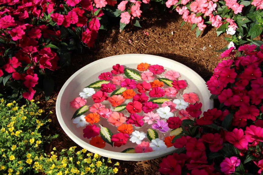 Floating SunPatiens petals