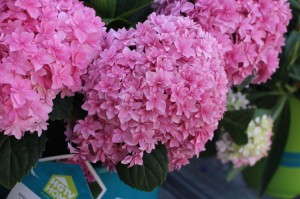 HGTV HOME Plant Collection 'Showstopper Double Hot Pink' Hydrangea