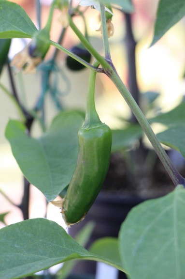 Capsicum 'Spicy Slice' from Sakata