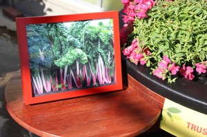 Plants turned Into artwork