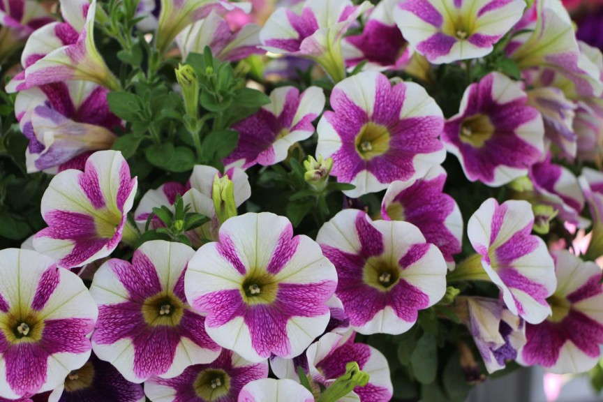 Dummen 'Sweetunia Hot Pink Touch' Petunia