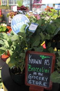 Broccolini 'Aspabroc' from Sakata