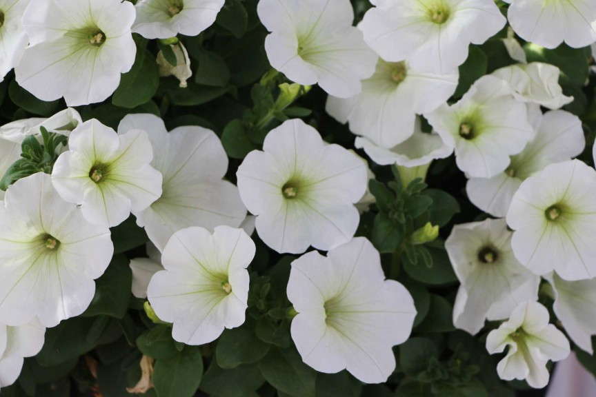 Dummen 'Potunia Plus White' Petunia