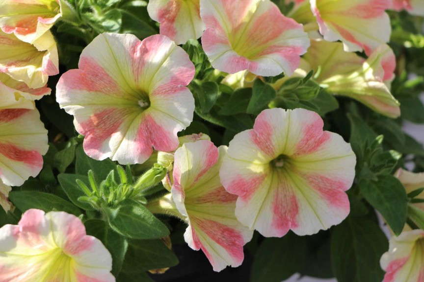 Dummen 'Peppy Sunset' Petunia