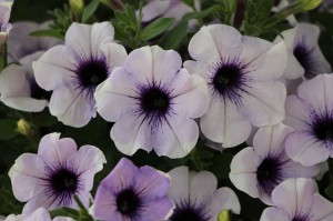 Dummen 'Surprise Lavender' Petunia