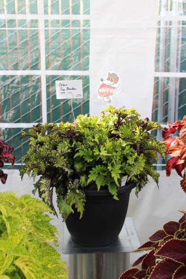 Dummen 'Rue Bourbon' Coleus