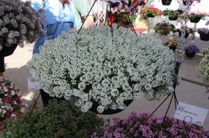 Dummen 'YOLO White' Lobularia