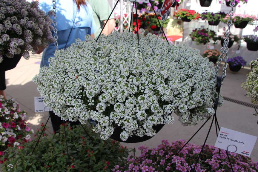 Dummen 'YOLO White' Lobularia