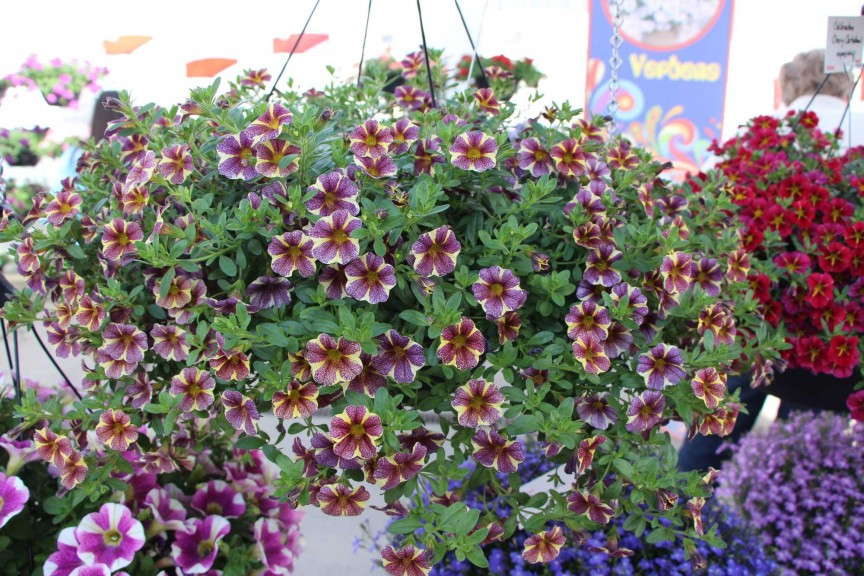 Dummen 'Grape Cartwheel' Calibrachoa