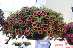 Dummen 'Hula Godiva' Calibrachoa