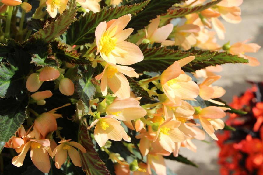 Dummen 'Lucky Strike' Begonia