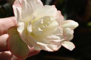 Dummen 'Miss Montreal' Begonia