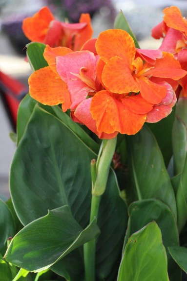 Dummen 'CannaSol Carmen'