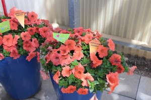 Petunia 'African Sunset' from Takii