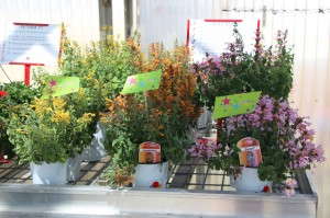 Agastache Arizona Series from Takii 