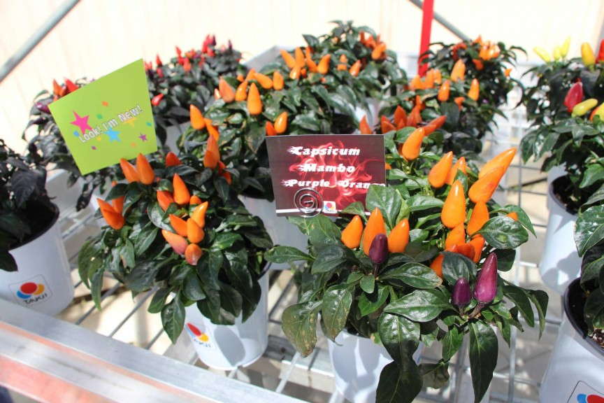 Capsicum 'Mambo Purple Orange' from Takii