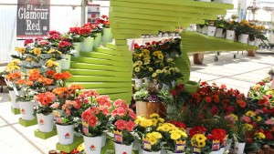 Marketing And Display Ideas From Sakata, Greenex And Hem Genetics [Slideshow]