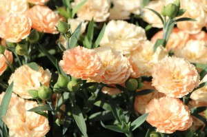 Bartels Sunflor Dianthus