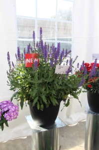 Bartels 'Indigo Inticancha' Salvia