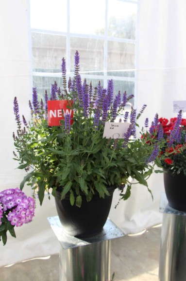 Bartels 'Indigo Inticancha' Salvia