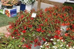 Beekenkamp 'Encanto Waterfalls Red' Begonia