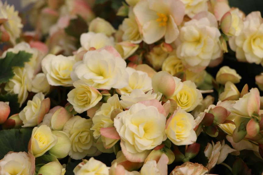 Beekenkamp 'Glory Lemon' Begonia