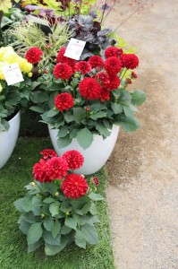 Beekenkamp 'Lobella Grande Red' Dahlia