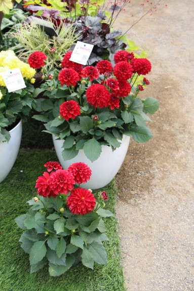 Beekenkamp 'Lobella Grande Red' Dahlia