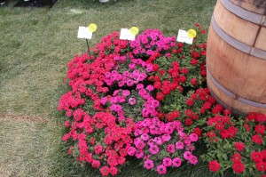 PAC-Elsner Vera Verbena Series