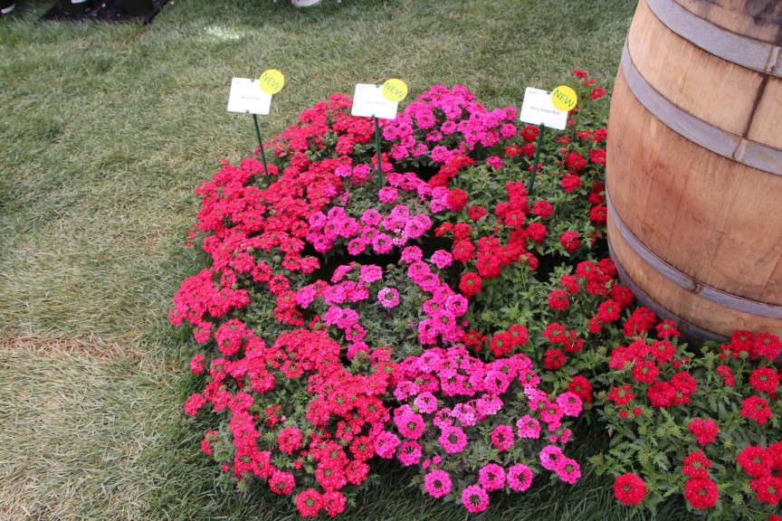 PAC-Elsner Vera Verbena Series