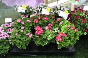 PAC-Elsner Candy Flowers Bermuda Pelargonium