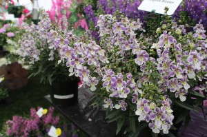 PAC-Elsner Angelos Angelonia