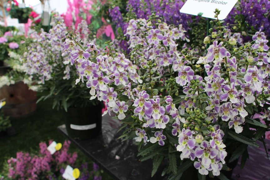 PAC-Elsner Angelos Angelonia