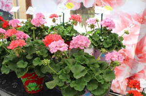 PAC-Elsner Mosaic Geraniums