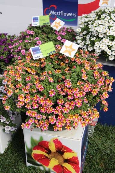 Westhoff Candy Bouquet Calibrachoa
