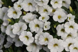 Westhoff 'Celebration White Improved' Calibrachoa