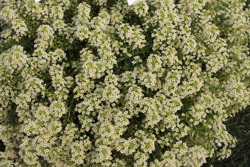 Westhoff Exp. Yellow Lobularia