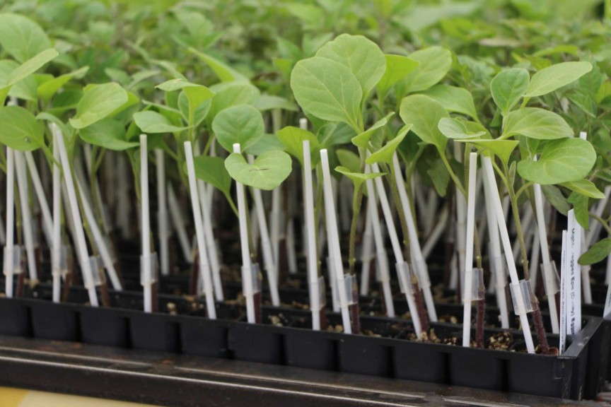 Plug Connection Grafted Vegetables