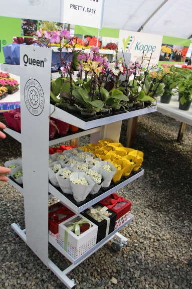 Impulse-buy rack stocked with mini kalanchoes and orchids