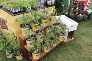 Plug Connection Mighty 'Mato