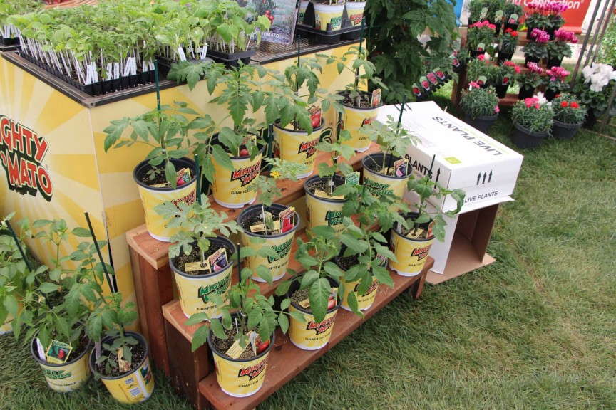 Plug Connection Mighty 'Mato